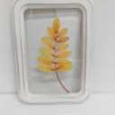 11.8 in Clear Wall Sign Leaf Red, 5 pcs