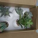 GREENTIME 6 Pcs Mini Artificial Succulents Plants in Ceramic Pots Small Fake Succulent Faux Plant Indoor Decor Bedroom Desk Bathroom Office Living Room Table Shelf Teacher Appreciation Green White