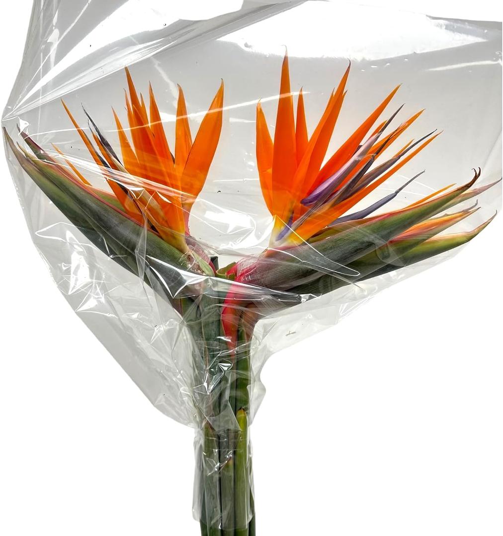 10 Strelitzia fresh cut flowers Elegant gesture Looking up Gifts for home decoration birthdays anniversaries healing sympathy friendship and love