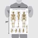 16 Pack Anatomical Posters Disorders of the Spine