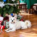 Lionet Paws Christmas Dog Collar- Cute Red&Green Stripes Dog Collars with Plastic Buckle and Christmas Hat Pendant,Light Dogs Collar for Medium Large Dogs (Large (Pack of 1))