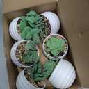 Der Rose Set of 6 Succulents Plants Artificial in Pots Small Fake Plants for Bedroom Aesthetic Living Room Shelf Bathroom Decor Office Desk Accessories
