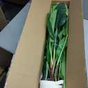 Hollyone 2pcs Large Artificial Bird of Paradise Plant in Pot, 30" Fake Palm Tropical Ferns Potted Plants, 2.6ft Faux Plantain Banana Leaf Plant for Indoor Outdoor Home Garden Decoration