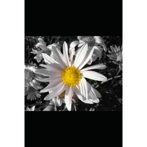 Natural Acts Of Kindness: Novella