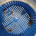 W560 Inline Pool Leaf Canister/Leaf Catcher (with Mesh Basket and Skimmer Socks) Compatible with Hayward Pentair Suction Manual & Automatic Pool Cleaners