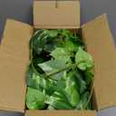 alyptus Fake Pothos Hanging Plants - 33" Set of 2 Artificial Silk Ivy Vines with Pots, Realistic Faux Greenery for Indoor Home Decor, Low Maintenance Hanging Plant Decoration (Golden Green)