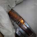 Chrome HID/Xenon LED DRL Projector Headlight Assembly Compatible with 2016-2018 Chevy Silverado 1500/2019 Silverado 1500 LD Driver&Passenger Side 84388631 84388723 (Pair)