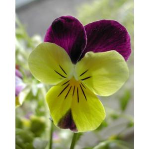 Viola, Clear Crystal Black