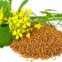 2 x 500+ Seeds Mustard - Vegetable Yellow