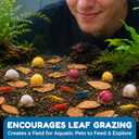 SunGrow 50 Pack Catappa Indian Almond Leaves for Snails and Crayfish, Mini Raw Dried Leaf for Fish Tank Aquarium, Maintains pH Levels