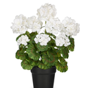 Briful Artificial Geranium Potted Plant – 16” Tall, Realistic Silk Flowers with Vibrant Green Leaves, White Geraniums Fake Flowers for Outdoors Home Décor, Wedding Farmhouse Office Tables Decor, White