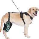 Dog Hip Brace Support for Muscle Rehabilitation with Traction Rope, Four Limbs Wear Adjustable Design Relieve Joint Pain M Size