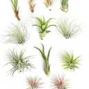 Shop Succulents | Assorted Collection of Tropical Tillandsia Air Plant Kit, Hand Selected Variety Pack | Collection of 12