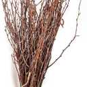 Green Floral Crafts - 3-4 Foot Natural Birch Branches Perfect for Floor Vases, Centerpieces, & Arrangements (3-4 Feet | 10-12 Stems)