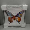Art Remedy Soft And Bold Rainbow Butterfly Canvas Butterfly Art Prints, Black Frame, 16" x 16"