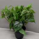 JPSOR Artificial Indoor Plants for Home Decor, 12 inches Pothos in Black Ceramic Pot with Iron Wire, 1 Count