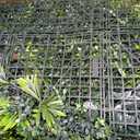 6FTx12FT, UV Resistant Artificial Ivy Grass Wall Boxwood Plant Roll
