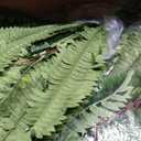 CQURE 45" Fake Ferns Artificial Plants Large,Set of 4 Artificial Boston Ferns Hanging Fake Plants for Outdoors Planter Home Garden Decor,60 Branches