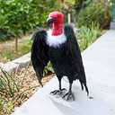 Dead Vulture Effigy 18 inch Tall, Deters Turkey & Black Vultures / Buzzards from Roofs, Trees and Cell Towers