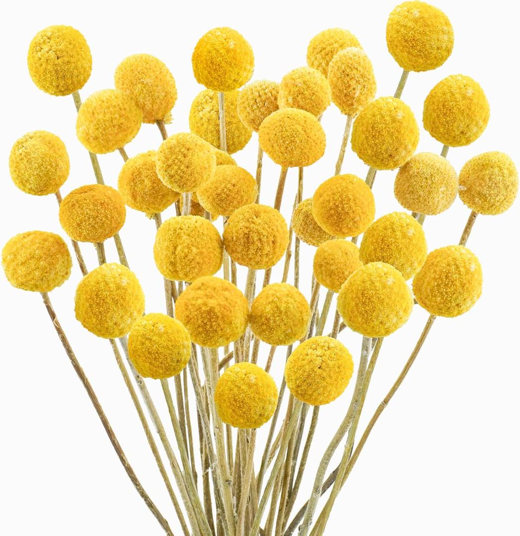 Uieke 30Pcs Natural Dried Flowers Craspedia Billy Balls Flowers Billy Buttons Floral Bouquet for Flower Arrangements Wedding Home Tall Vase Decor Yellow