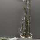 Artificial Plants 6Ft Dracaena Fragrans Faux Trees with 8 Heads Fake Tree for Home Decor Indoor or Outdoor Office Decoration Housewarming Gift