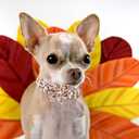 Elegant Little Tail Flower Dog Collar for Small Dogs (Small (Pack of 1), Pumpkin with Turkey)