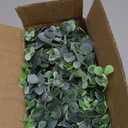 DearHouse Faux Eucalyptus Garland Plant, 2 Pack Artificial Vines Hanging Eucalyptus Leaves Greenery Garland for Wedding Backdrop Arch Wall Decor, 6 Feet/pcs UV Protected Indoor Outdoor