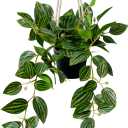 MyGift Wall Hanging Potted Artificial Leafy Plant in Black Pot with White Rope, Decorative Hanger Planter with Faux Plant Peperomia Angulata Vining Stems and Trailing Leaves