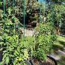 G-LEAF 6 Pack 6ft Tomato Cage for Garden Plant Support, Garden Stakes Tomato Cage, Tomato Cages Plant Stakes for Climbing Plants
