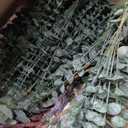 Giegxin 600 Pcs 3 Kinds Mixed Eucalyptus Leaves Stems Bulk Artificial Silver Dollar Leaves Picks Dried Eucalyptus Bundle Faux Spray for Wedding Vase Bouquet Floral Arrangement , Green 