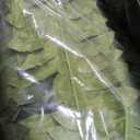 FOREST PRINCE 42" Artificial Boston Ferns, Bush Plants 2 Pack for Outdoors
UV-Resistant Large Fake Ferns, 65 Dense Fronds Each, Zero Maintenance, Washable Silk Leaves, Garden, Porch & Patio Decor