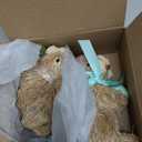 DR.DUDU Set of 2 Easter Decorations Bunny Figurines with Eggs, Spring Straw Rabbit Tabletop Decor, Rustic Sisal Bunny Statues Springtime Decor for Home Table Office Kitchen Farmhouse