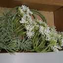 3Pcs Artificial Queen Anne's Lace Flowers Stem Faux Ammi Majus Flower for Vase Bouquets Home Office Wedding Decor (White)
