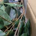 Artificial Ficus Tree Indoor 6ft, Large Potted Faux Tree with Realistic Silk Leaves & Trunk for Home Office, Living Room Corner Decor (White Green)