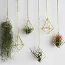 Air Plants Live Holders 6 Pcs Glod Diamond Hanging Planter Small Air Plant Holders Unique with Chains Air Ferns Tillandsia Display for Indoor (B-6pcs-gold)