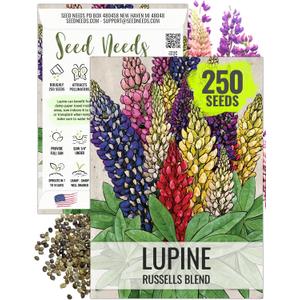 4 x Seed Needs Lupine Seeds to Plant Russels Mix Perennial Flowers 1 Pack