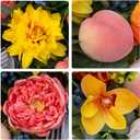 Pinkpuii Spring Summer Door Hanger Basket Wreaths for Front Door, Artificial Peony Hydrangea Flower Wreath with Blueberries & Realistic Peach & Lemon- Ideal for Home Porch Entryway Window Wall Decor