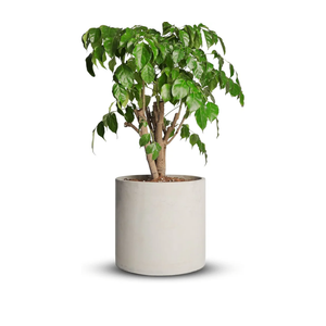 Cement Plant Pots Indoor - 5 ft  Concrete Planter Pot for Planting - Modern Stone Clay Flower Pot with Drainage Hole for Garden, Home, Office Decor, Grey Rocks