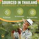 Jasmali Soursop Tea - 60 Dried Soursop Leaves Tea Bags, Herbal Tea, Hoja de Guanabana, Vacuum Sealed, Sourced from Thailand, Caffeine Free, Gluten Free