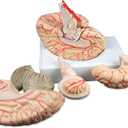 Vision Scientific VAB443 Life Size Human Brain with Arteries - 9 Parts | Shows Frontal, Parietal, Temporal & Occipital Lobes | Half of Brain Stem, Half of Cerebellum, Brain Arteries