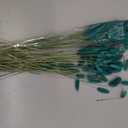 MECCANIXITY 60pcs Natural Rabbit Bunny Tails Dried Flowers 17" Mini Pampas Grass Lagurus Ovatus Bunch for Floral Wedding Decor Christmas, Light Blue