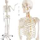 HADWYN Life Size Human Skeleton Model for Anatomy- Medical Human Skeleton Model with Nervous System 70.8 in with Rolling Stand for Medical Study and Display 3 Posters