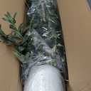 Artificial Olive Tree 6FT, Indoor Fake Silk Plant with Realistic Trunk, Leaves, Fruits and White Planter, Faux Potted Tree for Home Decor and Housewarming Gift, 1 Pack (Green)