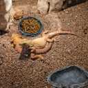 2 Pack Reptile Feeding Dish Corner Bowl, Reptile Water Dish Food Bowl Feeding Terrarium Bowls for Bearded Dragon Lizard Frog Gecko Tortoise Hermit Crab