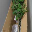 Bellacat Faux Black Olive Tree 7ft, Tall Faux Trees Indoor with Natural Trunk and Realistic Leaves. 7 Feet(84in) Artificial Tree for Home Office Dcor.