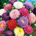 Seeds Aster Princess Mix - Annual Flowers for Planting - GMO Free