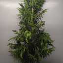 Nearly Natural 4ft. Artificial Norfolk Pine Tree