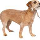 PetSafe Gentle Leader No-Pull Dog Headcollar - The Ultimate Solution to Pulling - Redirects Your Dog's Pulling for Easier Walks - Helps You Regain Control - Small, Fawn
