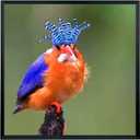 Mxtallup 19x20 Picture Frame Solid Wood 19x20 Poster Frame for Wall Photo Frames Family Black (T22B1920)