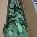 5ft Ficus Artificial Trees with Natural Curved Trunks, 60" Tall Lush Faux Tree for Home Decor Indoor, Green Lifelike Fake Ficus Tree Artificial Plants